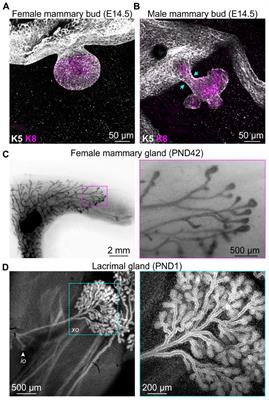 Formation and Function of Mammalian Epithelia: Roles for Mechanosensitive PIEZO1 Ion Channels